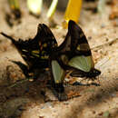 Image of Serville Swordtail