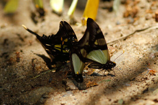 Image of Serville Swordtail