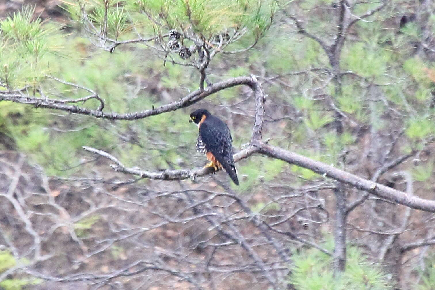 Image of Orange-breasted Falcon