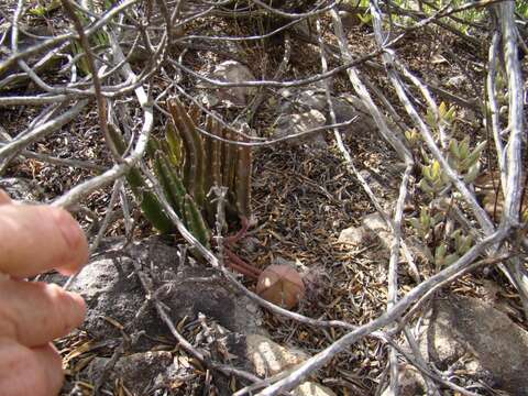 Plancia ëd <i>Stapelia <i>hirsuta</i></i> var. hirsuta