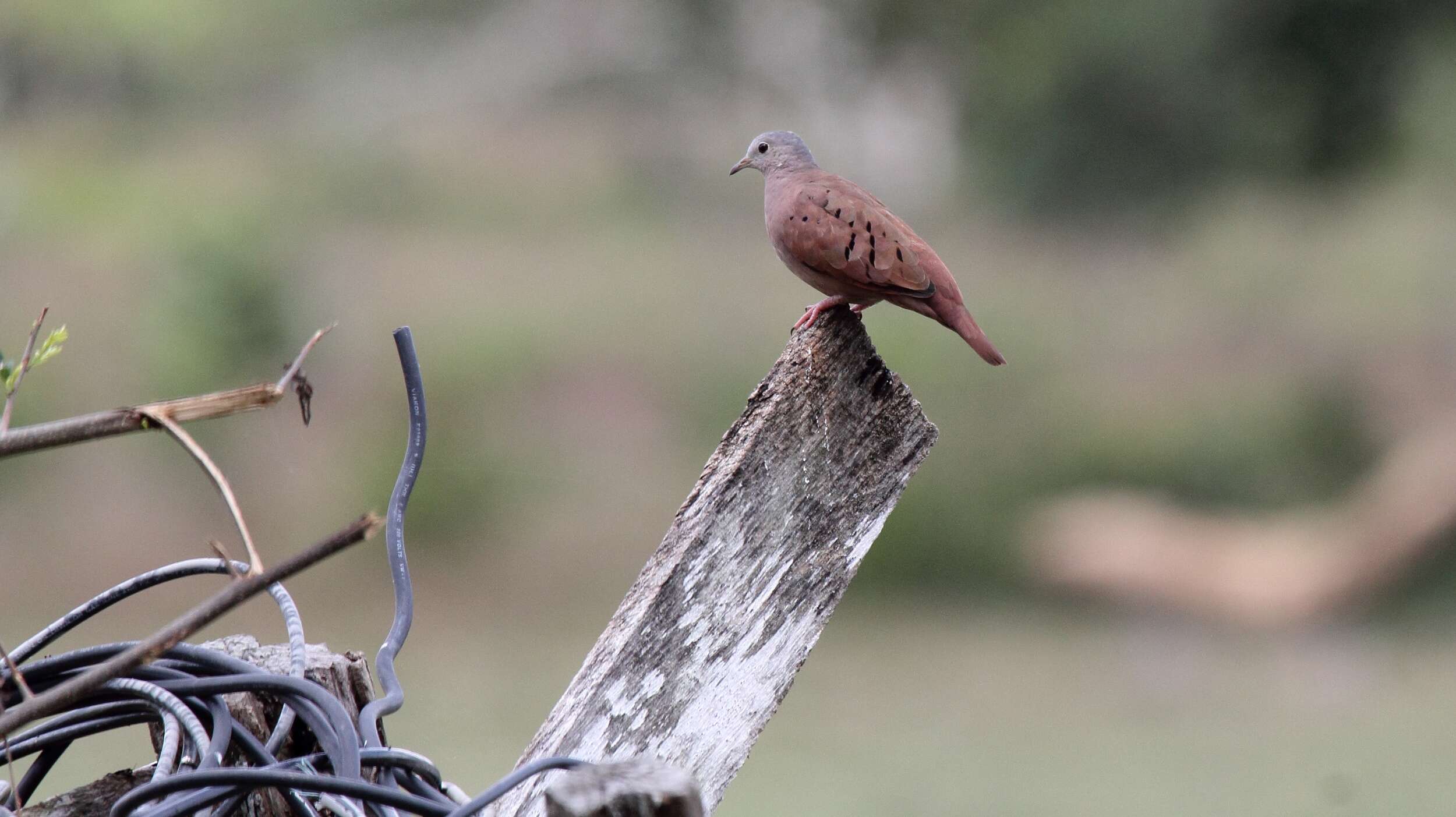 Image of Ruddy Ground Dove