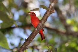 Imagem de Sanhaçu-vermelho