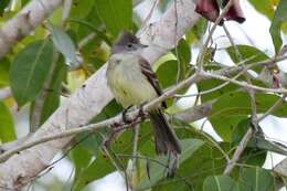 Elaenia flavogaster (Thunberg 1822) resmi