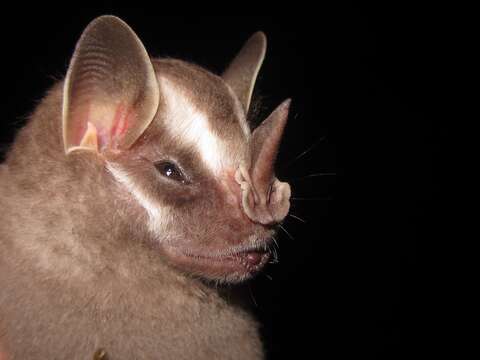 Image of Recife Broad-nosed Bat