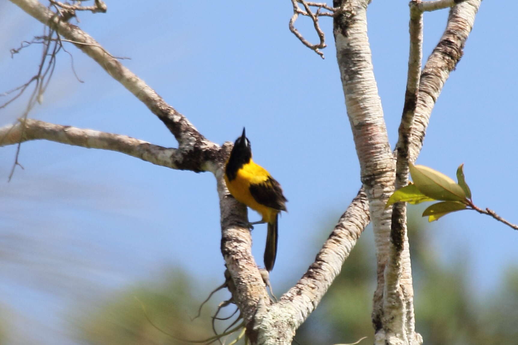 Image of Yellow-backed Oriole