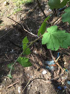 Слика од Rubus alceifolius Poir.