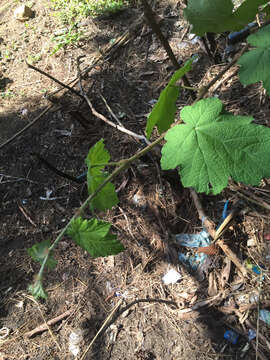 Image of Rubus alceifolius Poir.