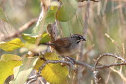 Plancia ëd Aimophila rufescens (Swainson 1827)