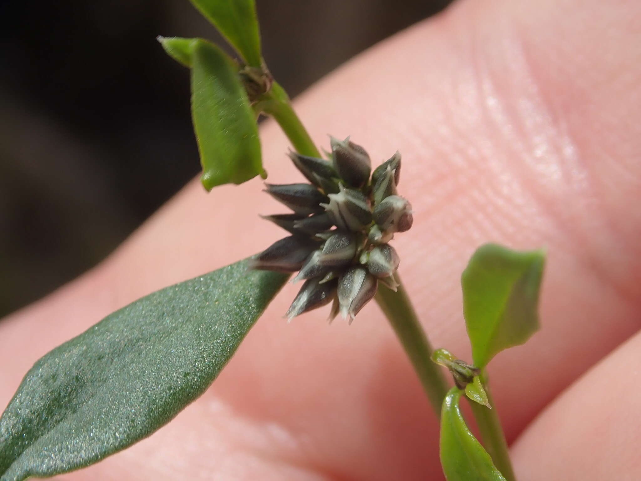 Image of Limeum telephioides E. Mey. ex Fenzl