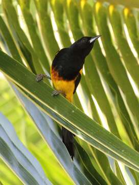 Image of Black-cowled Oriole