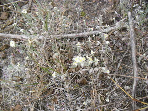 Sivun Helichrysum indicum (L.) Grierson kuva