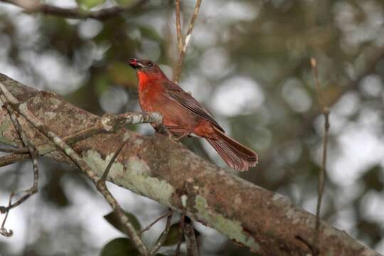 Image of Red-throated Ant Tanager