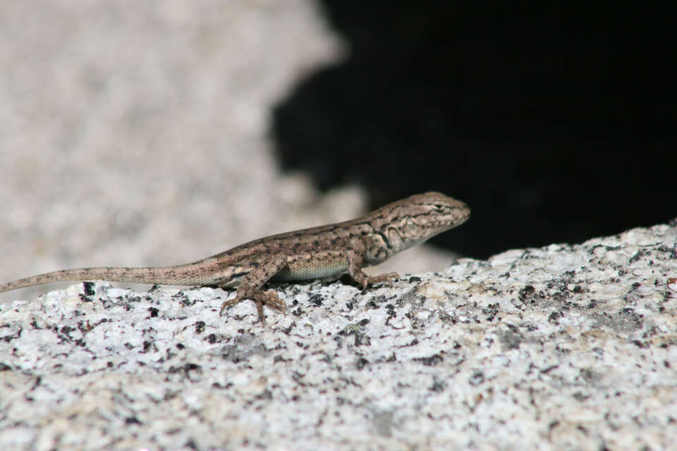 Image of Mountain Swift