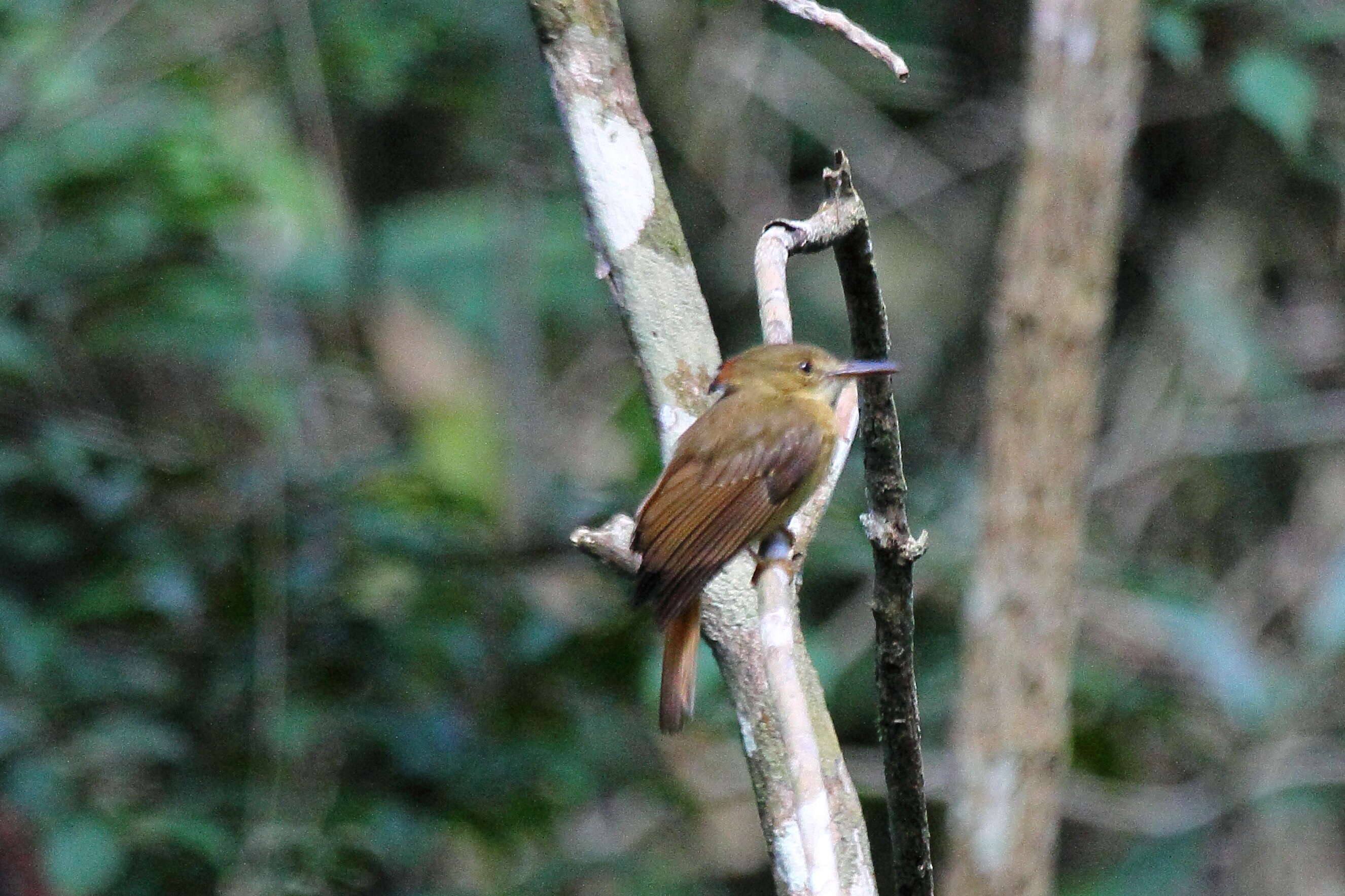 Plancia ëd Onychorhynchus mexicanus (Sclater & PL 1857)