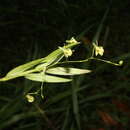 Image of Epidendrum vincentinum Lindl.