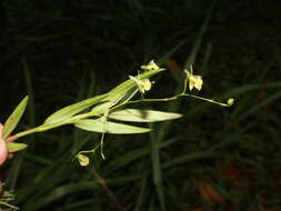 Image of Epidendrum vincentinum Lindl.