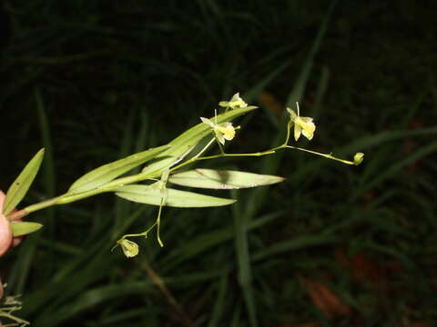 Plancia ëd Epidendrum vincentinum Lindl.