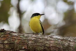 Todirostrum cinereum (Linnaeus 1766) resmi