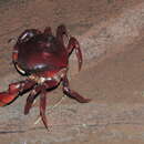 Image of Dilocarcinus pagei Stimpson 1861