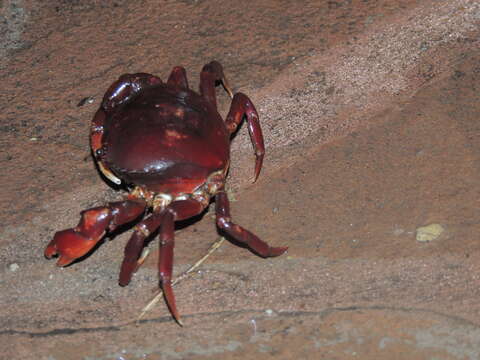 Image of Dilocarcinus H. Milne Edwards 1853