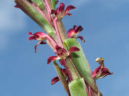 Image of Satyrium longicauda var. jacottetianum (Kraenzl.) A. V. Hall