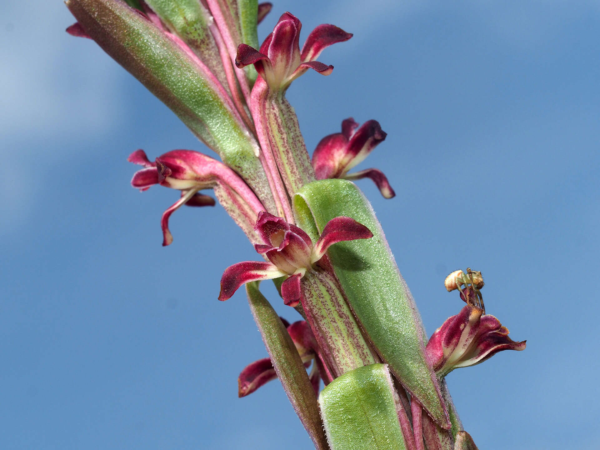 Image of Satyrium longicauda var. jacottetianum (Kraenzl.) A. V. Hall