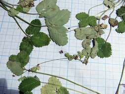 Image of Potentilla centigrana Maxim.