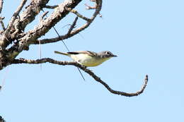 Image of Plumbeous Vireo