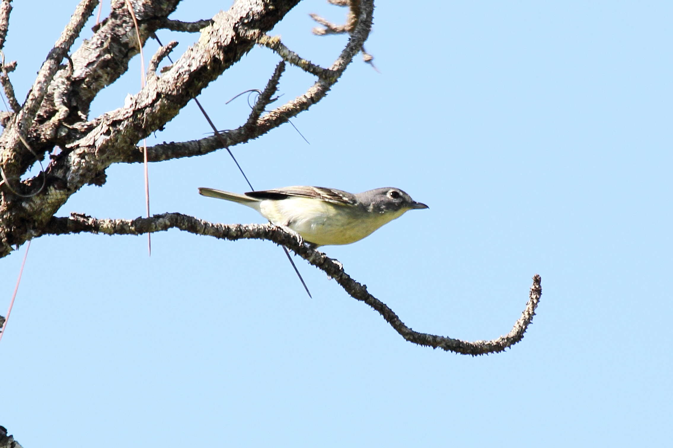 Sivun lyijyvireo kuva