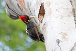 Image of Pale-billed Woodpecker
