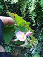 Слика од Begonia gracilis Kunth