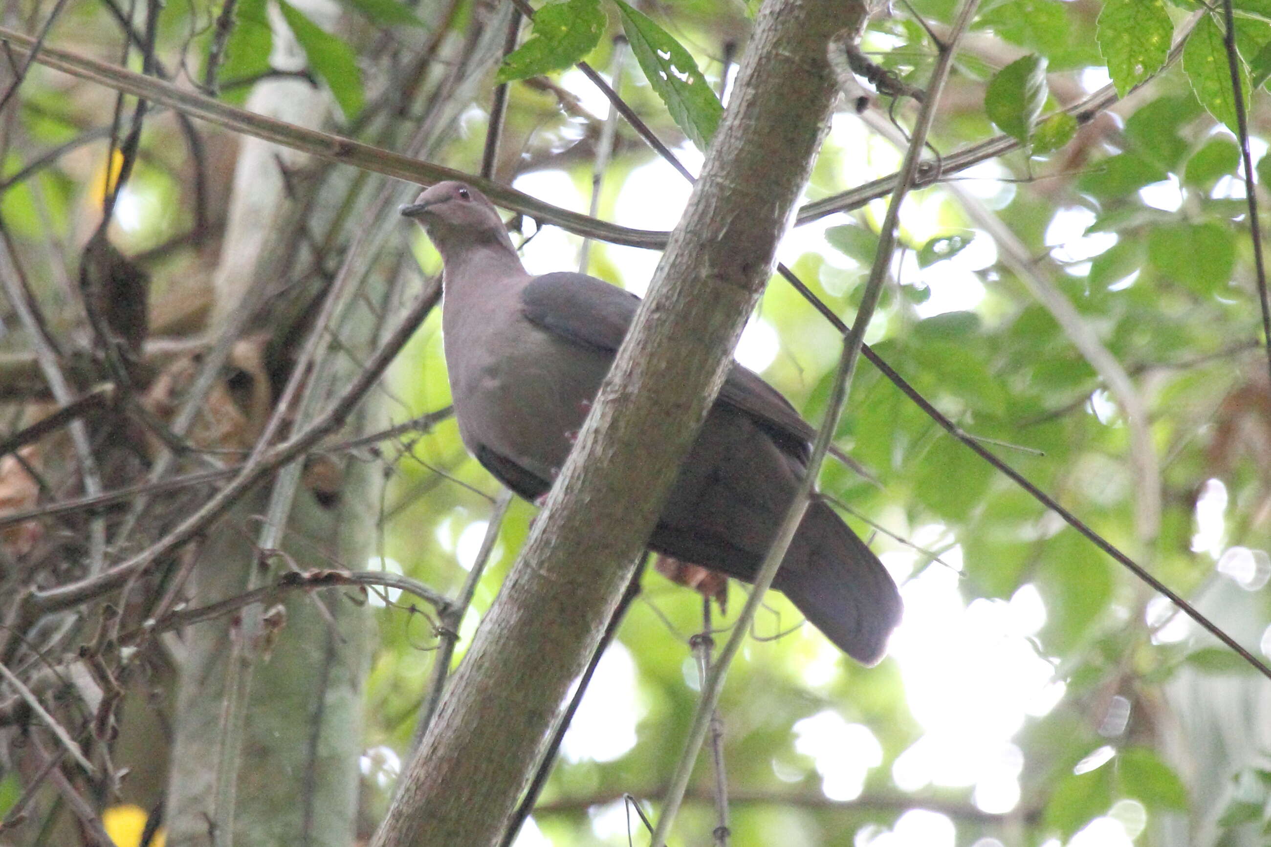 Image of Short-billed Pigeon