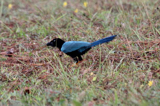 Imagem de Cyanocorax yucatanicus (Dubois & Ajc 1875)