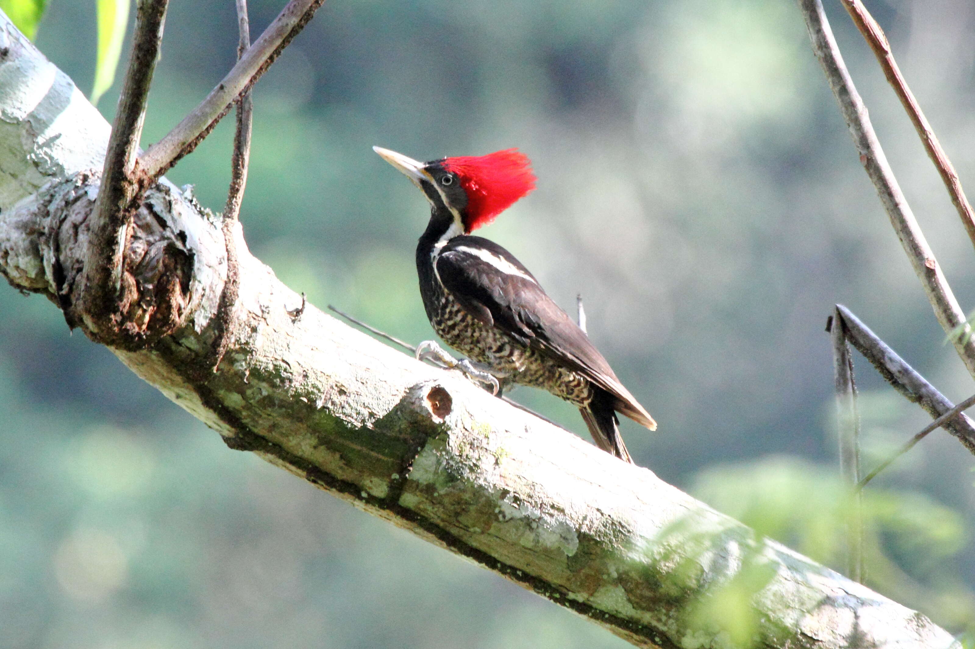 Image of Lineated Woodpecker