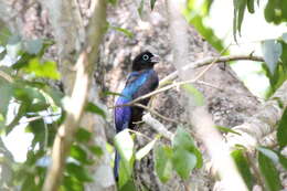 صورة Trogon melanocephalus Gould 1836