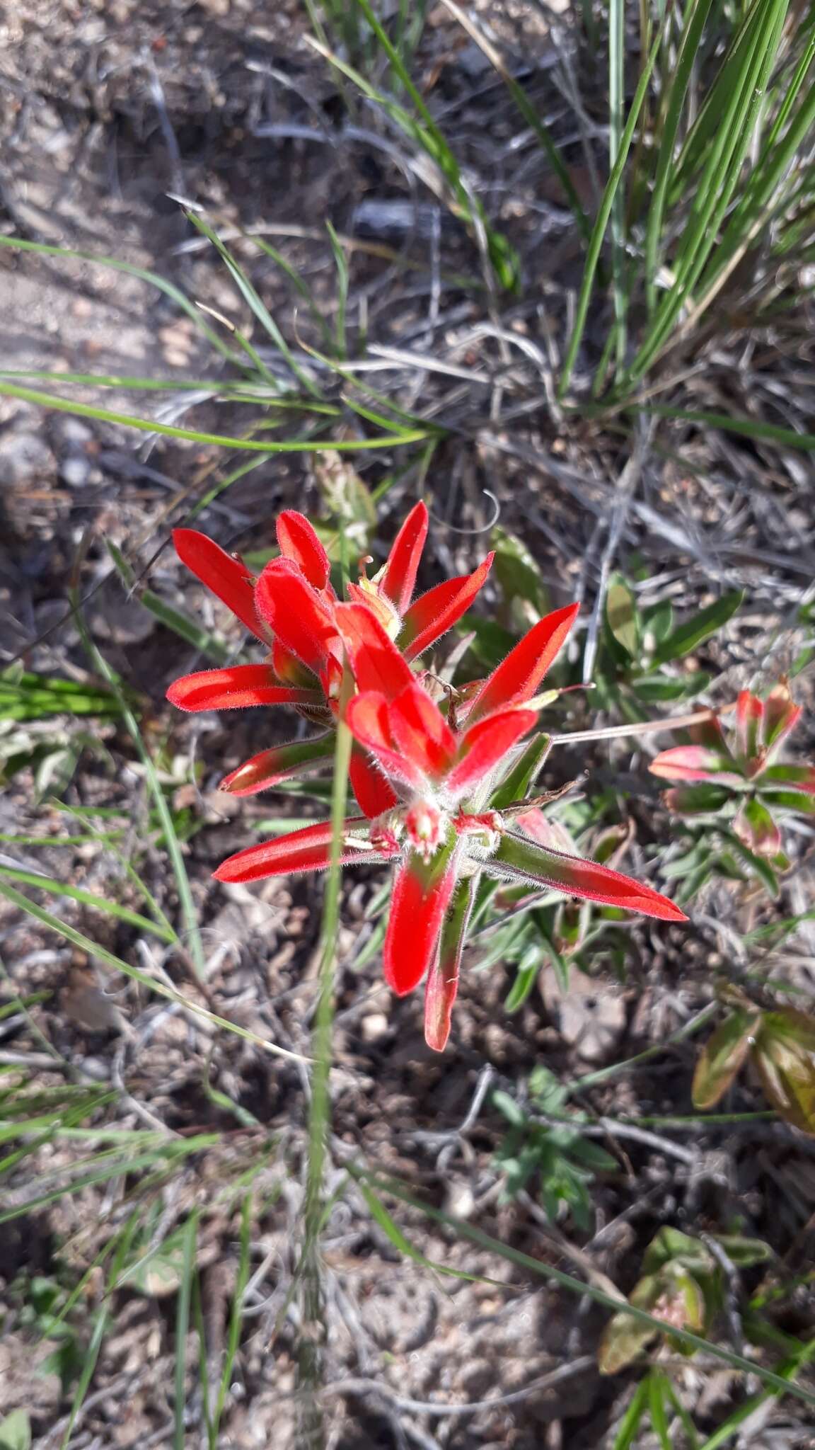 Image of Castilleja durangensis G. L. Nesom