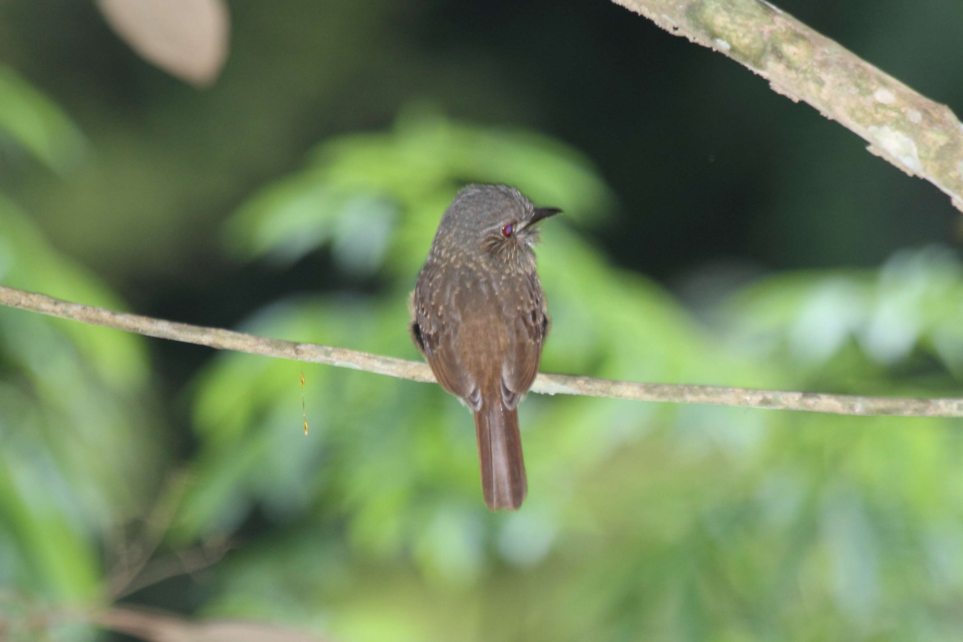 Image of White-whiskered Puffbird