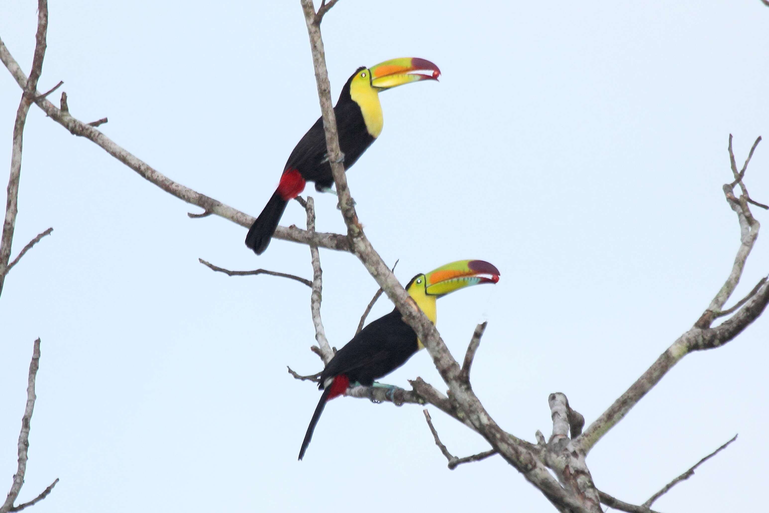 Image of Keel-billed Toucan