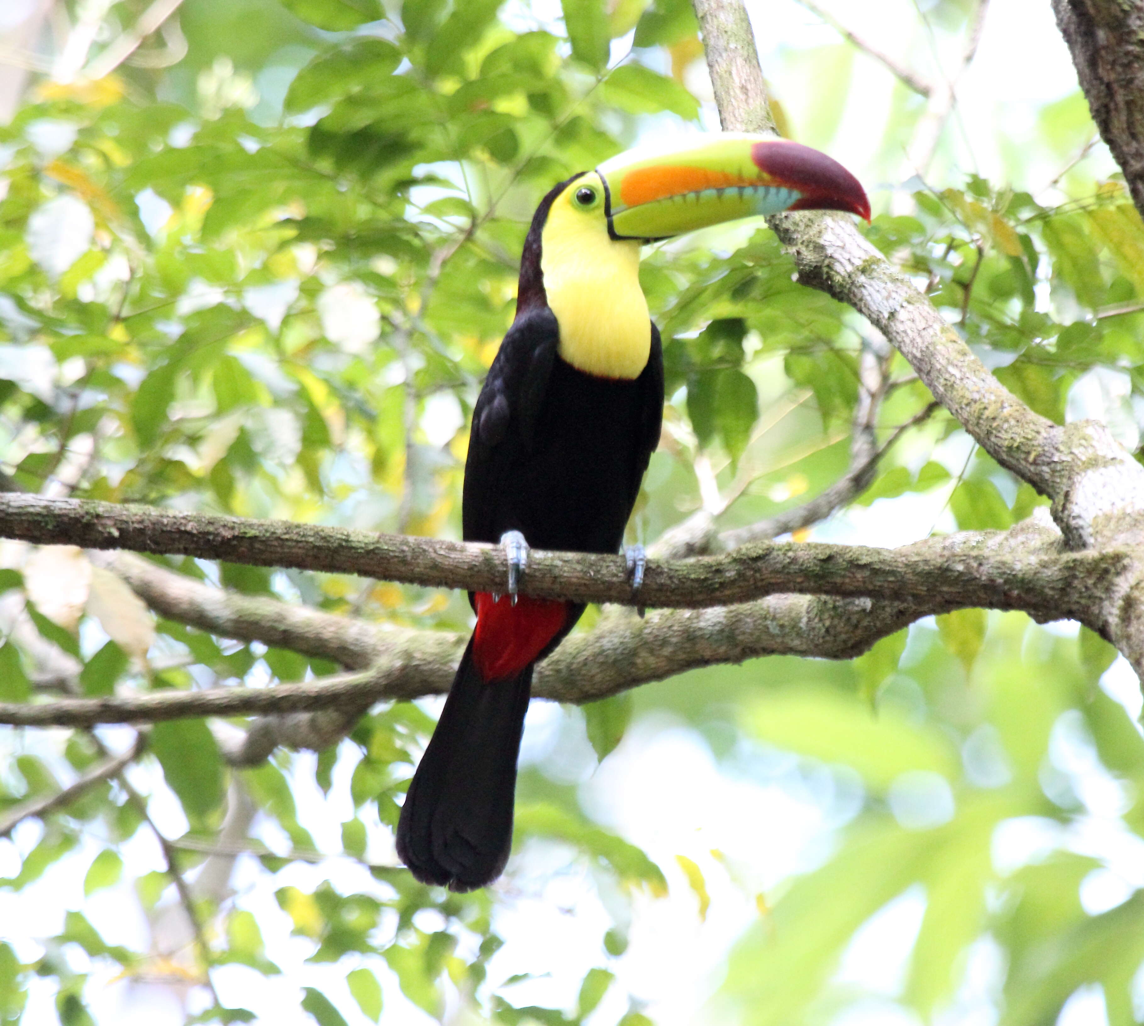 Image of Keel-billed Toucan