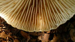 صورة Lactifluus sepiaceus (McNabb) Stubbe 2012