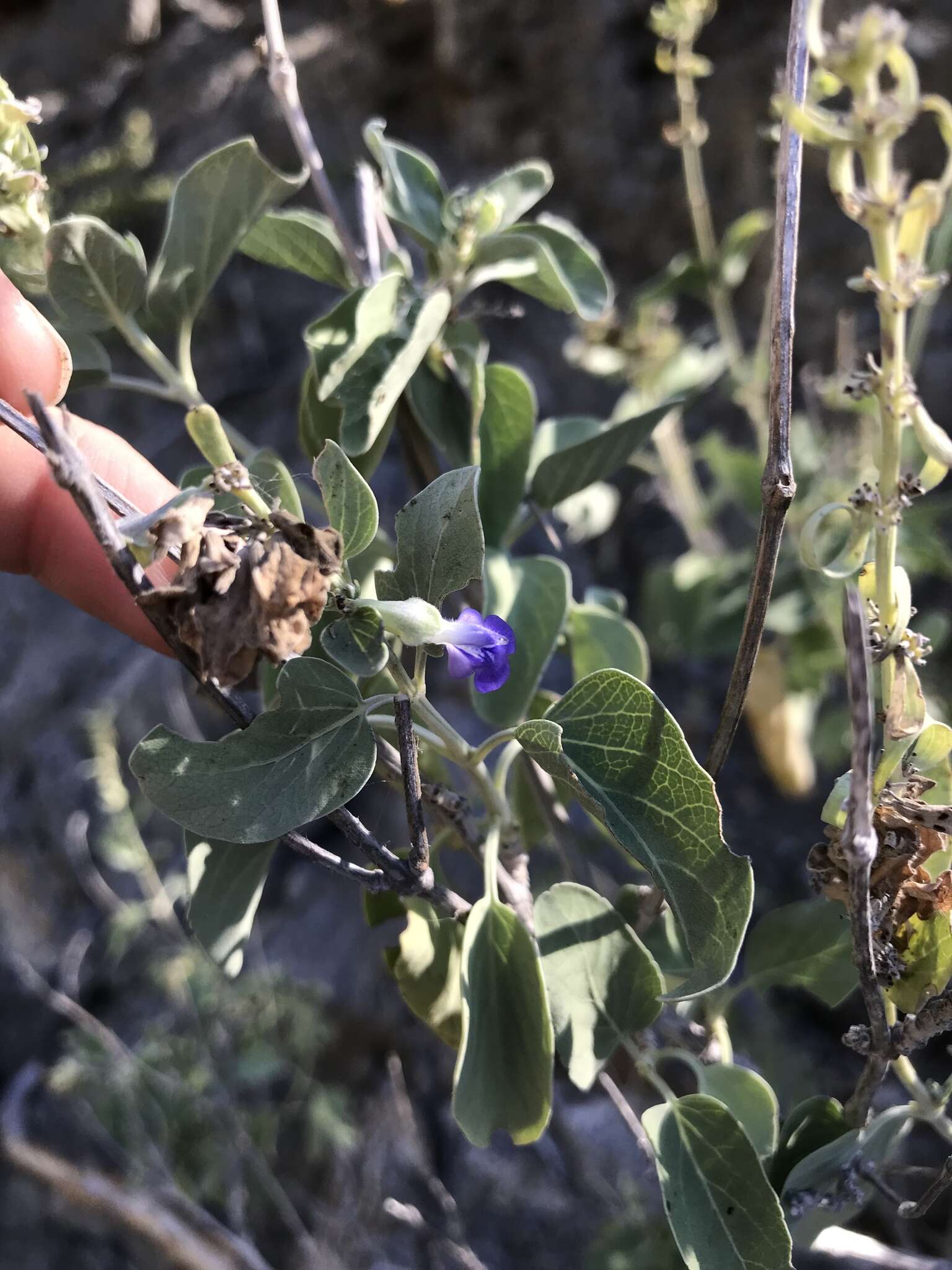 Image of Salvia platycheila A. Gray