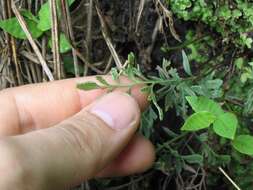 Image of Gaga angustifolia (Kunth) Fay W. Li & Windham