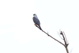 Image of Plumbeous Kite