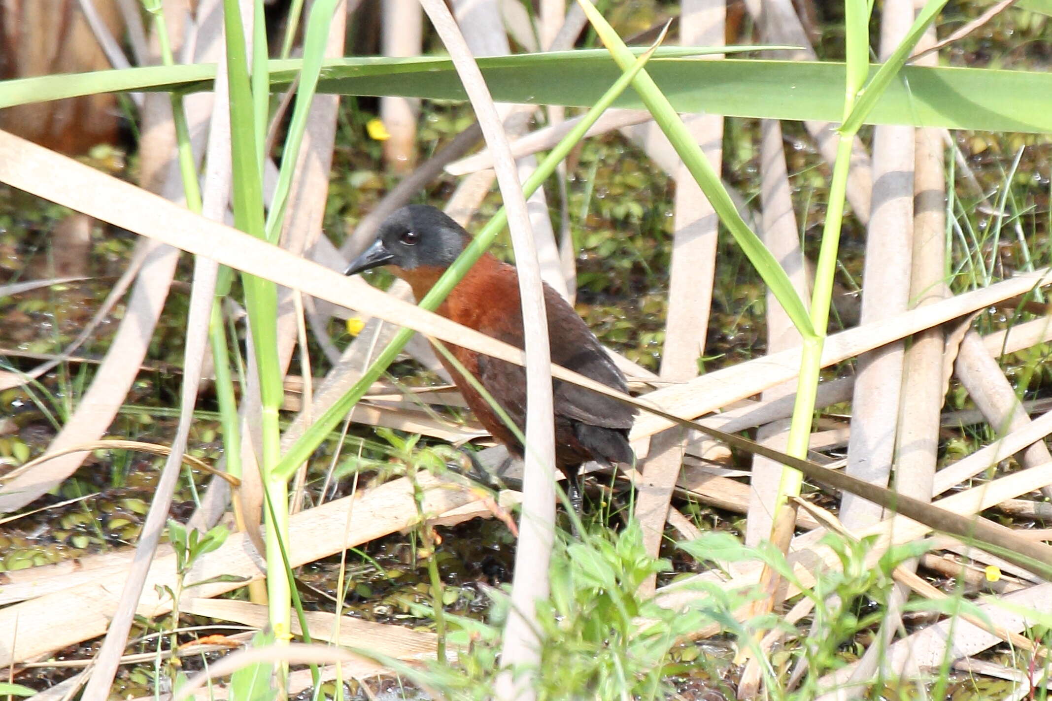 Image of Ruddy Crake