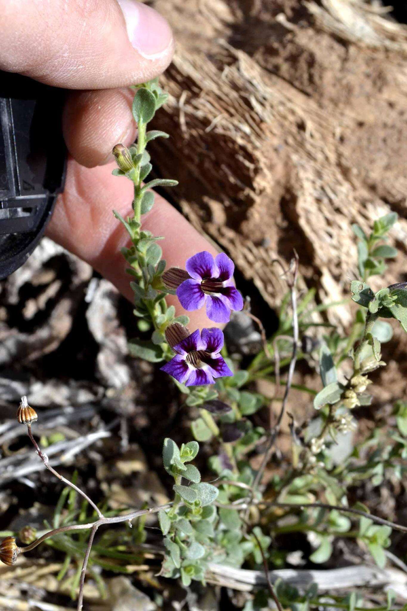 Imagem de Peliostomum virgatum E. Mey. ex Benth.