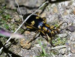 Image of Pheropsophus (Stenaptinus) javanus (Dejean 1825)