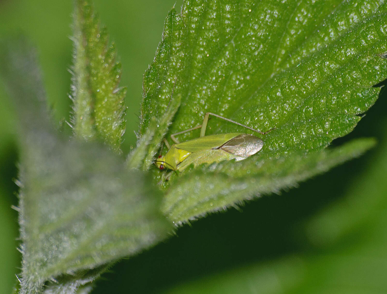 Image de Calocoris alpestris (Meyer-Dur 1843)