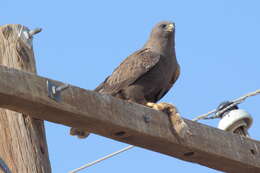 Image of Swainson's Hawk