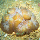 Image of Open brain coral