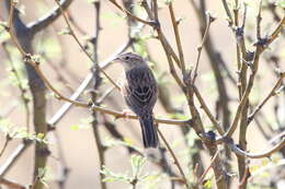 Image de Bruant de Botteri